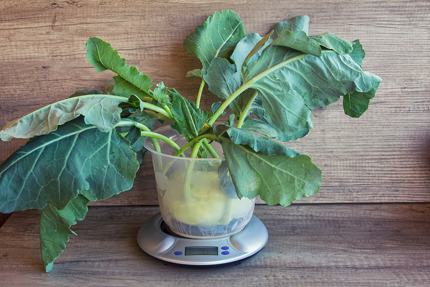 8 kohlrabi